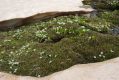 image of Caltha introloba