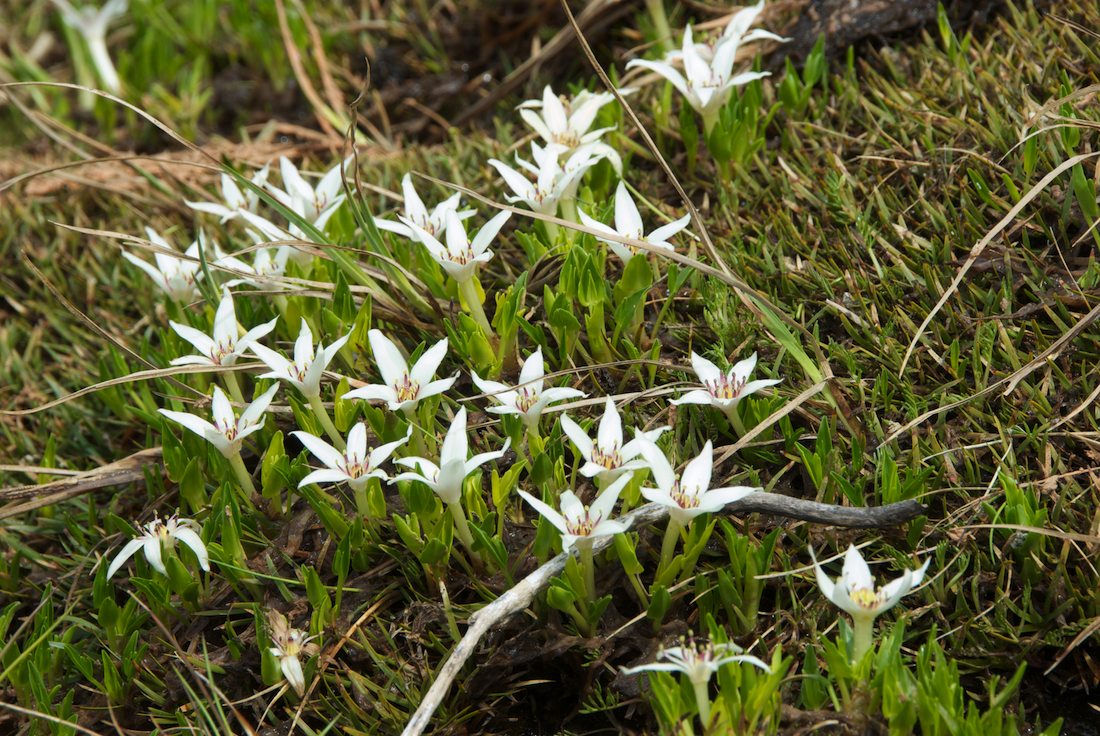 Ranunculaceae Caltha introloba