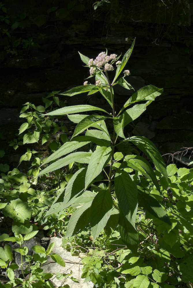 Asteraceae Eupatorium maculatum