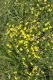 image of Lotus corniculatus