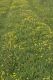 image of Lotus corniculatus