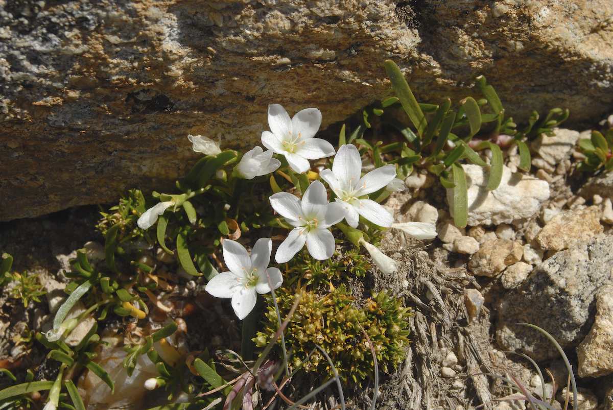 Portulacaceae Neopaxia australasica