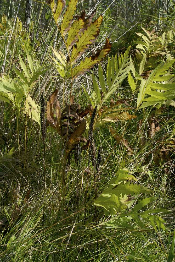 Onocleaceae Onoclea sensibilis