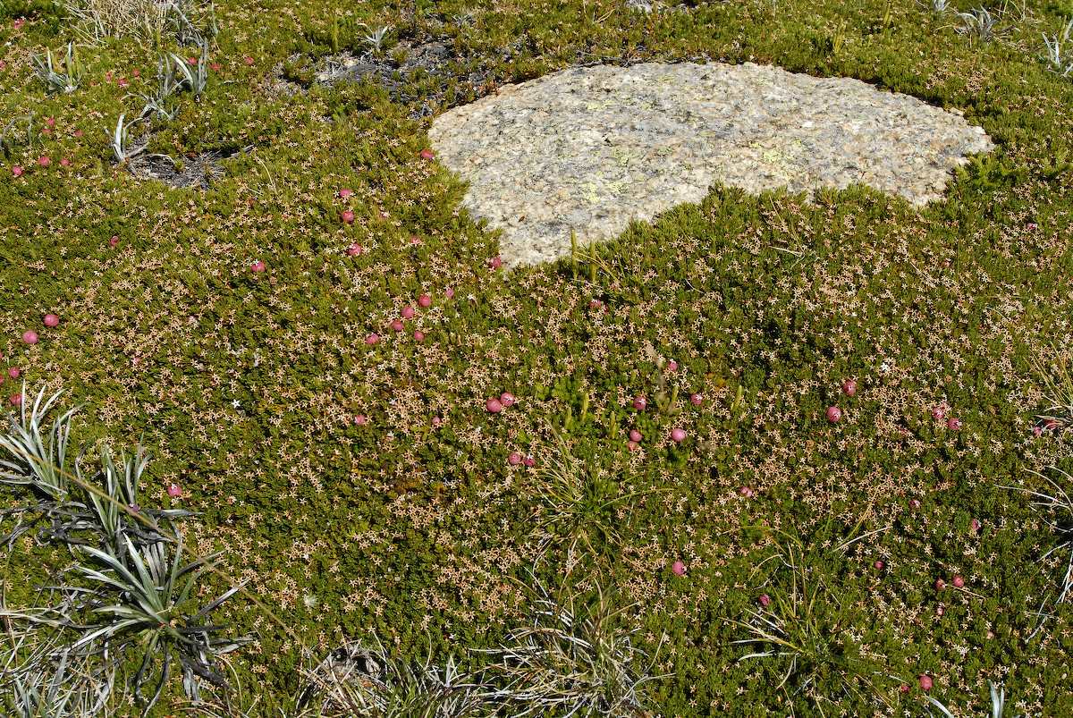 Ericaceae Pentachondra pumila