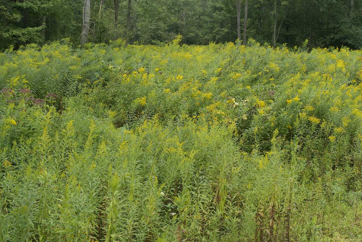 Asteraceae Solidago canadensis