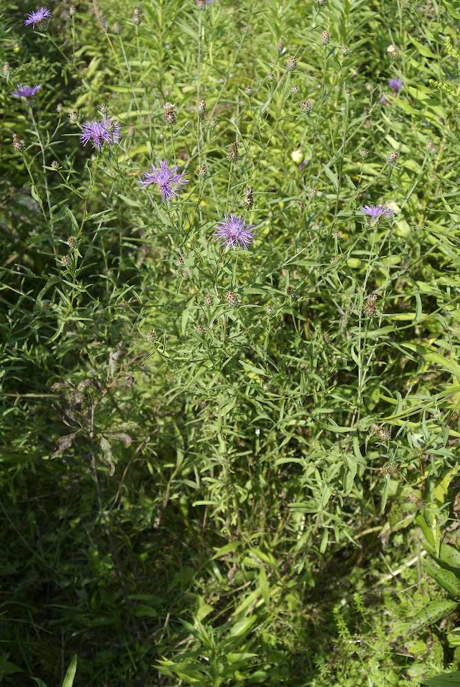 Asteraceae Centaurea maculosa