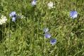 image of Cichorium intybus