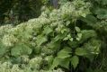 image of Clematis virginiana