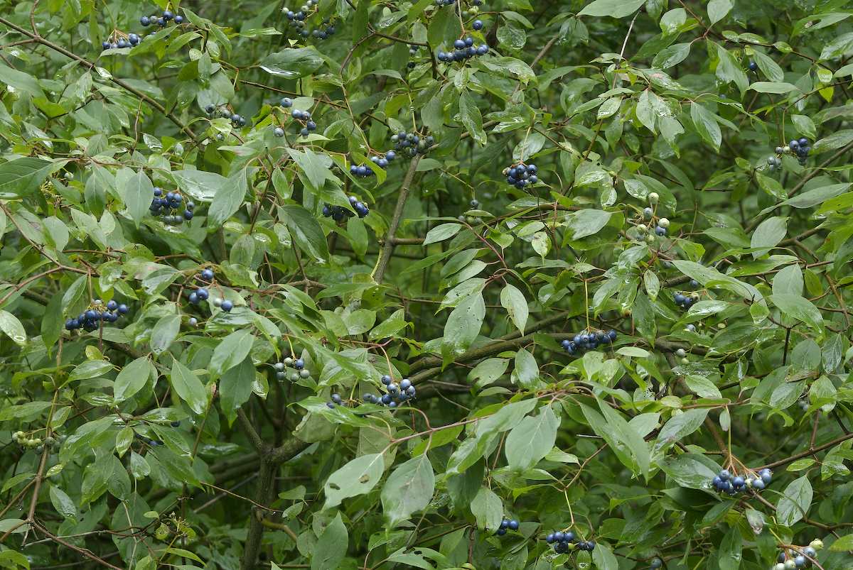 Cornaceae Cornus 