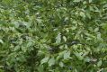 image of Cornus 