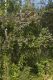 image of Cornus racemosa