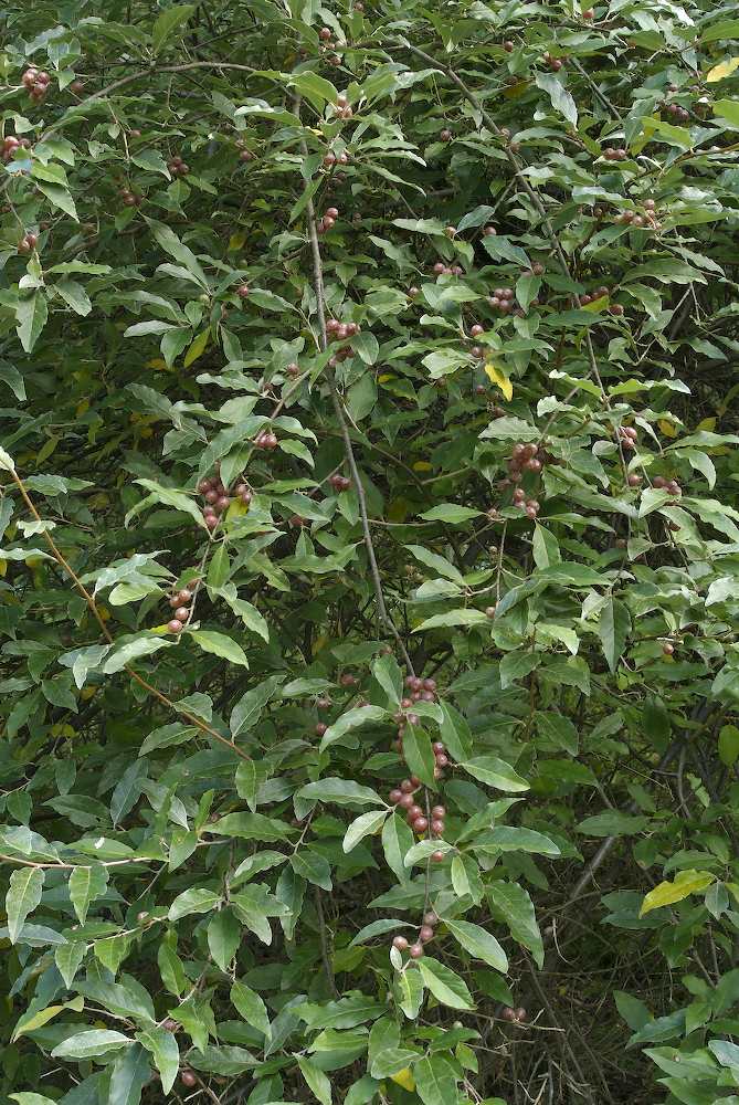 Elaeagnaceae Elaeagnus umbellata