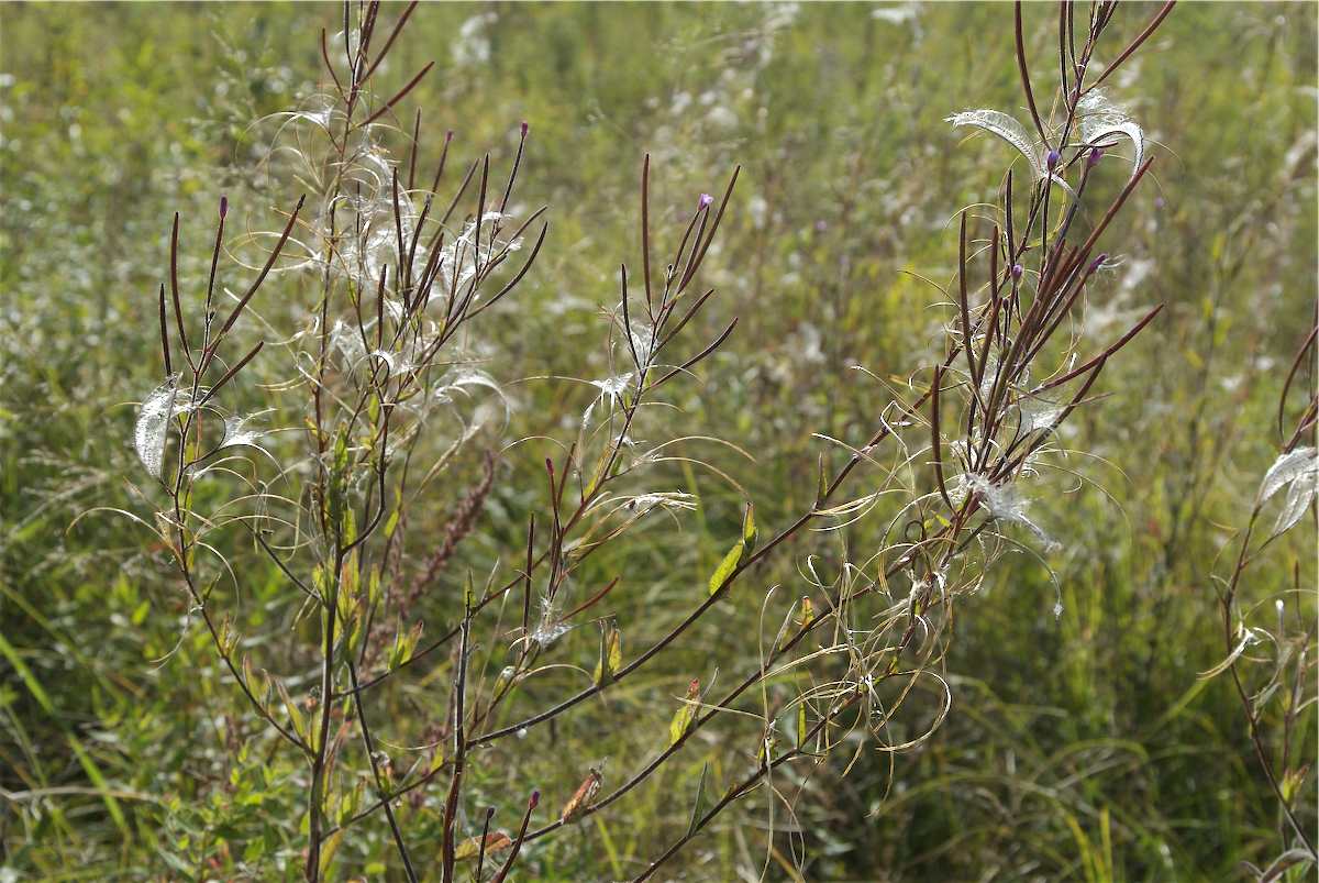 Onagraceae Epilobium 