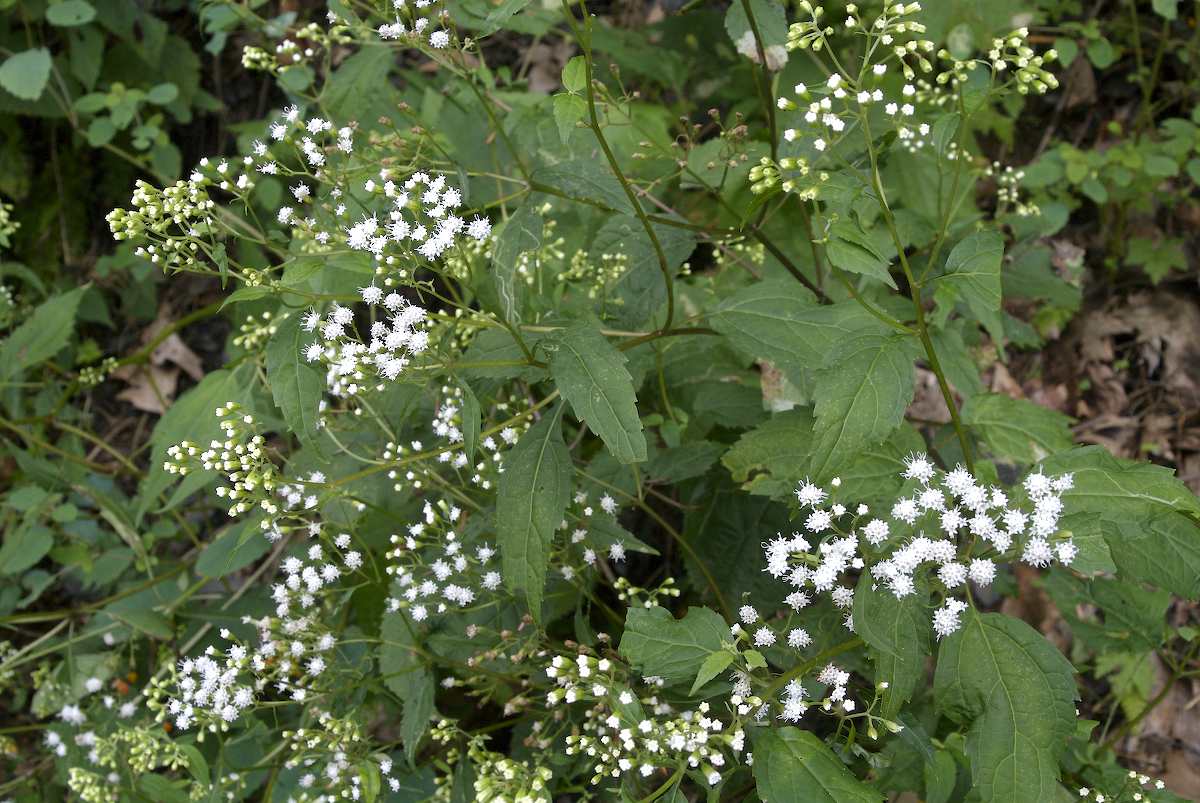 Asteraceae Eupatorium rugosum