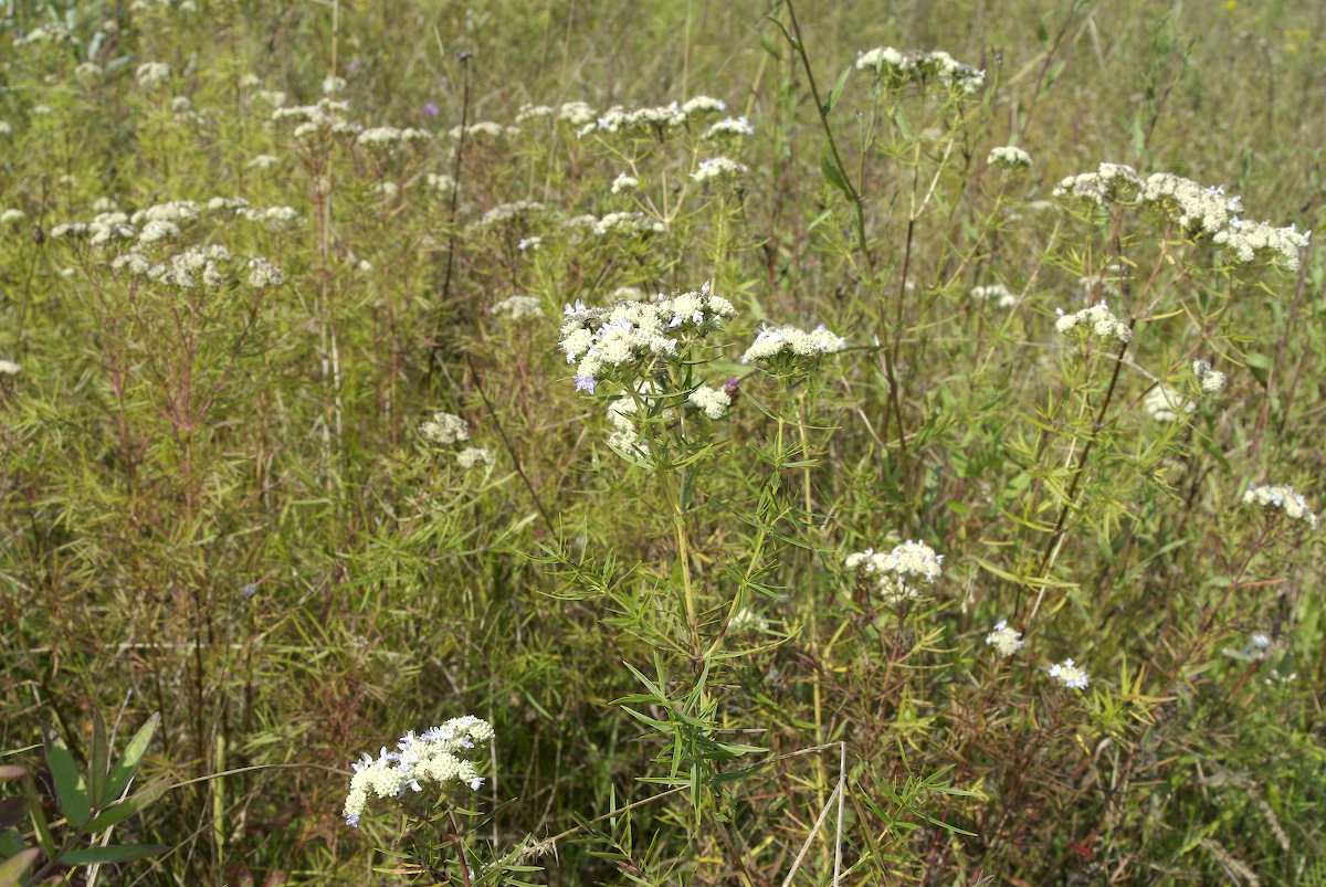 Lamiaceae Pycnanthemum tenuifolium