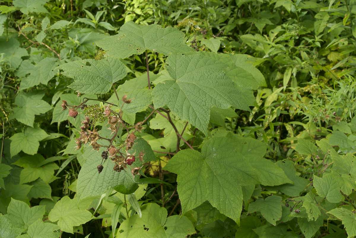 Rosaceae Rubus odoratus
