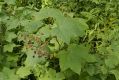 image of Rubus odoratus