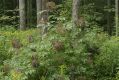 image of Sambucus canadensis
