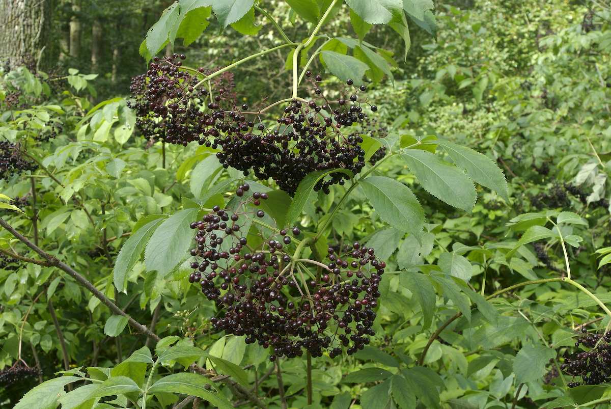 Adoxaceae Sambucus canadensis