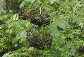 image of Sambucus canadensis