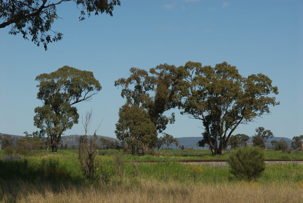 Myrtaceae Eucalyptus populnea