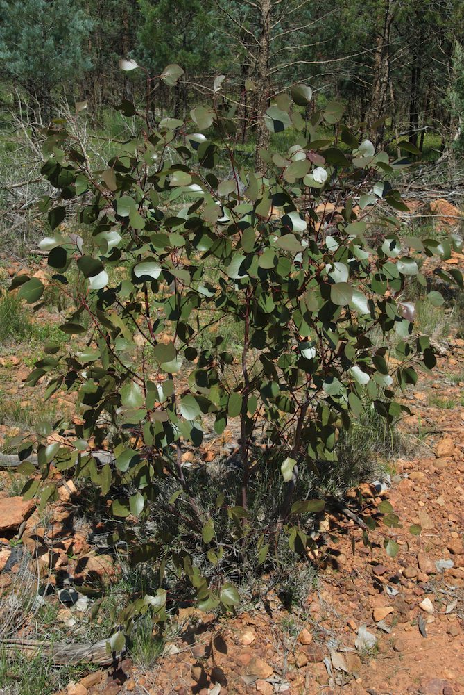 Myrtaceae Eucalyptus populnea