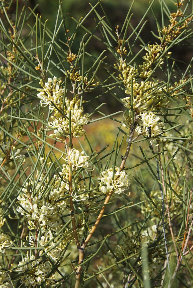 Proteaceae Hakea tephrosperma