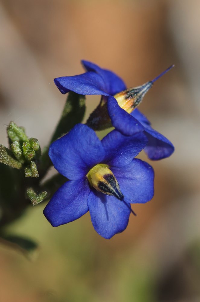 Boraginaceae Halgania cyanea