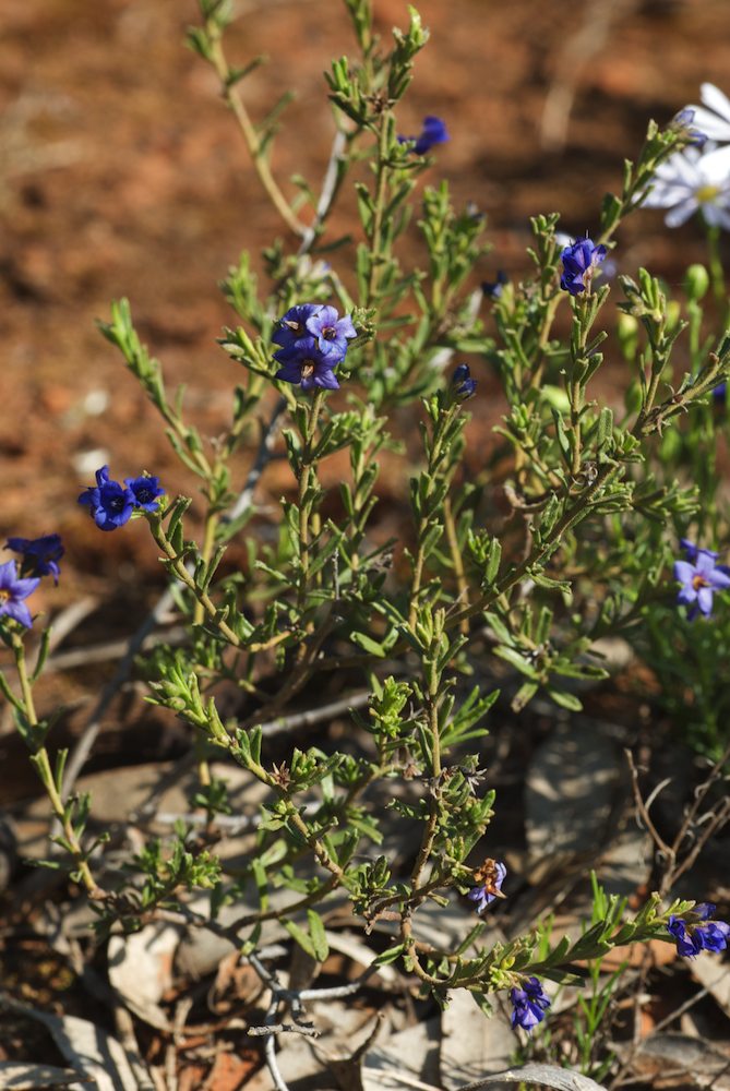 Boraginaceae Halgania cyanea