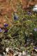 image of Halgania cyanea
