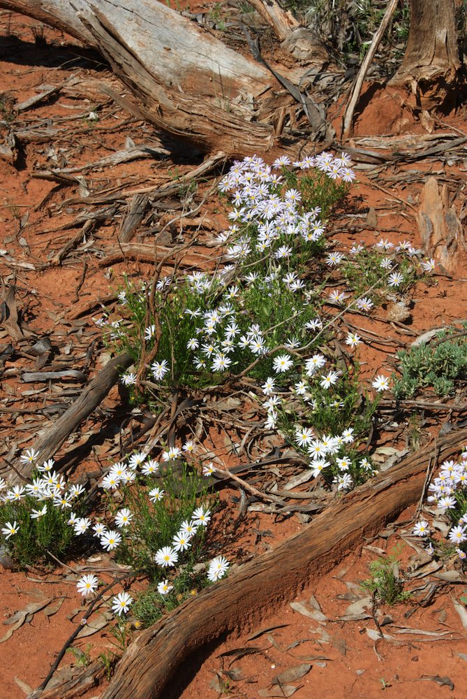 Asteraceae Minuria leptophylla