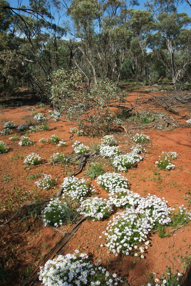 Asteraceae Minuria leptophylla