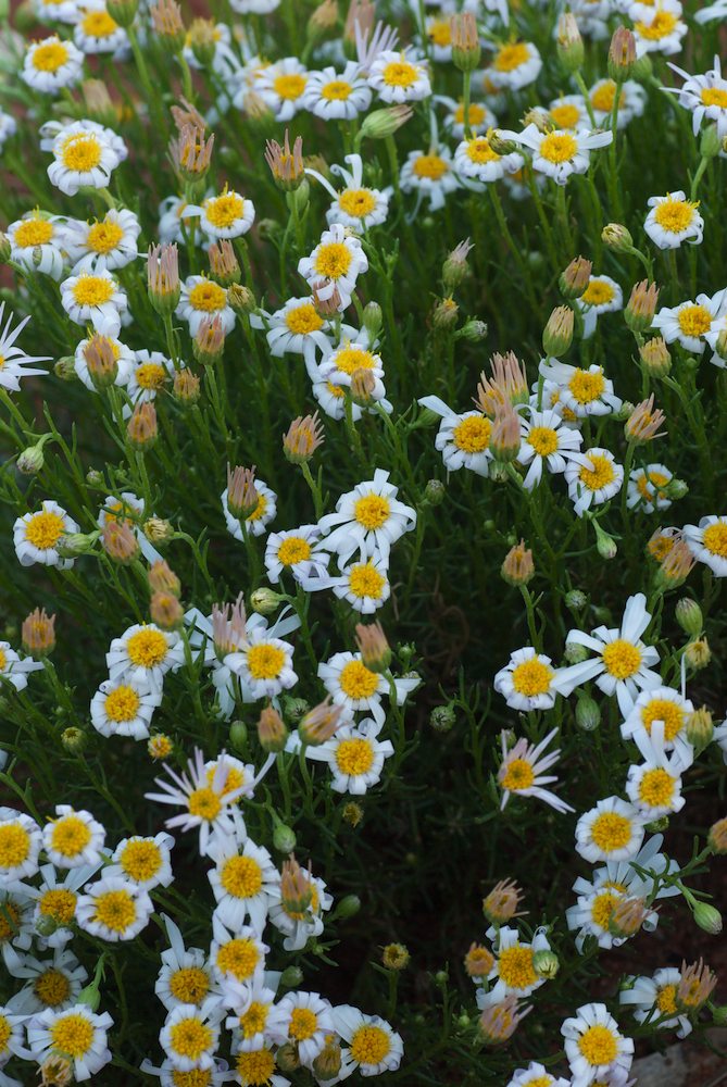 Asteraceae Minuria leptophylla