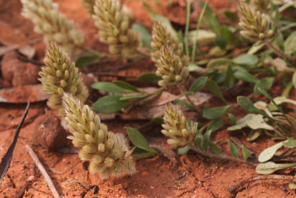 Amaranthaceae Ptilotus spathulatus