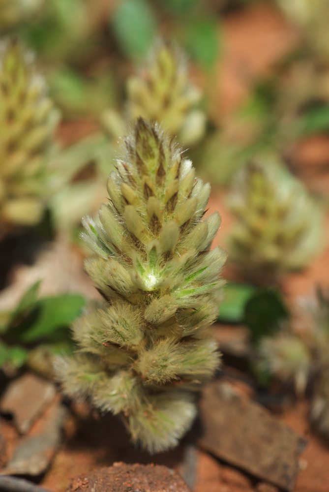 Amaranthaceae Ptilotus spathulatus