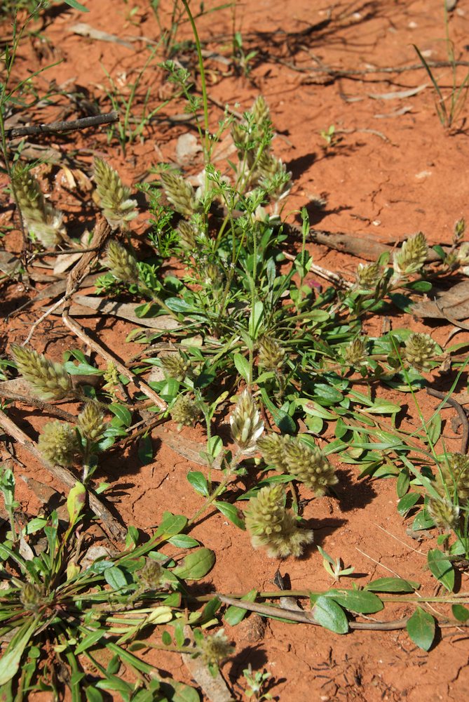 Amaranthaceae Ptilotus spathulatus