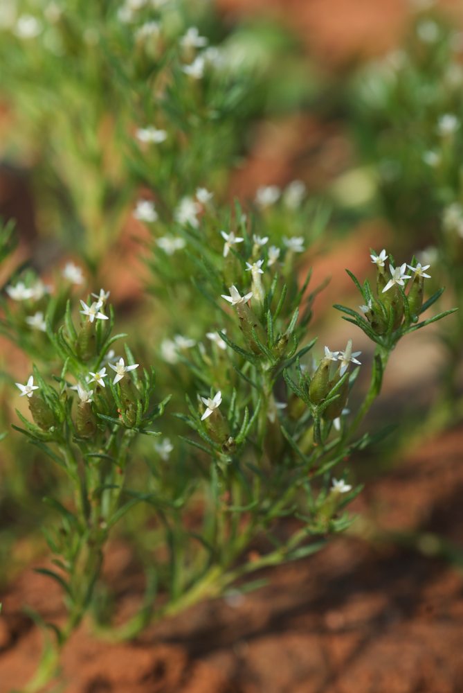 Asteraceae Rhodanthe corymbiflorum