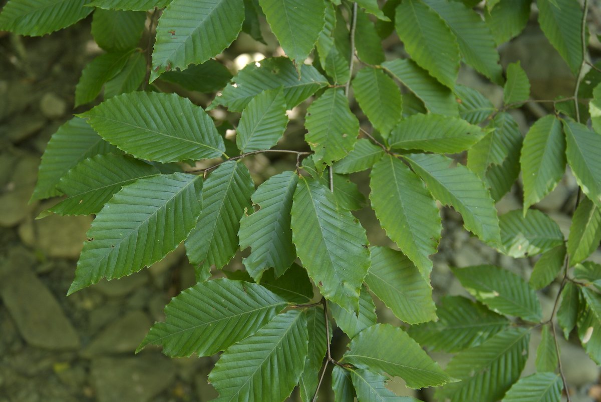 Fagaceae Fagus grandifolia