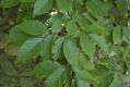 image of Fagus grandifolia