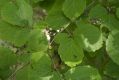 image of Hamamelis virginiana