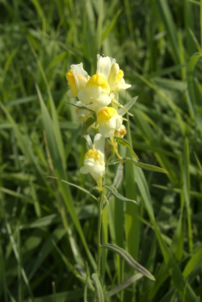 Plantaginaceae Linaria vulgaris