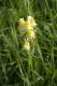 image of Linaria vulgaris