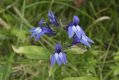 image of Lobelia siphilitica