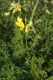 image of Lotus corniculatus