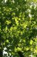 image of Magnolia acuminata