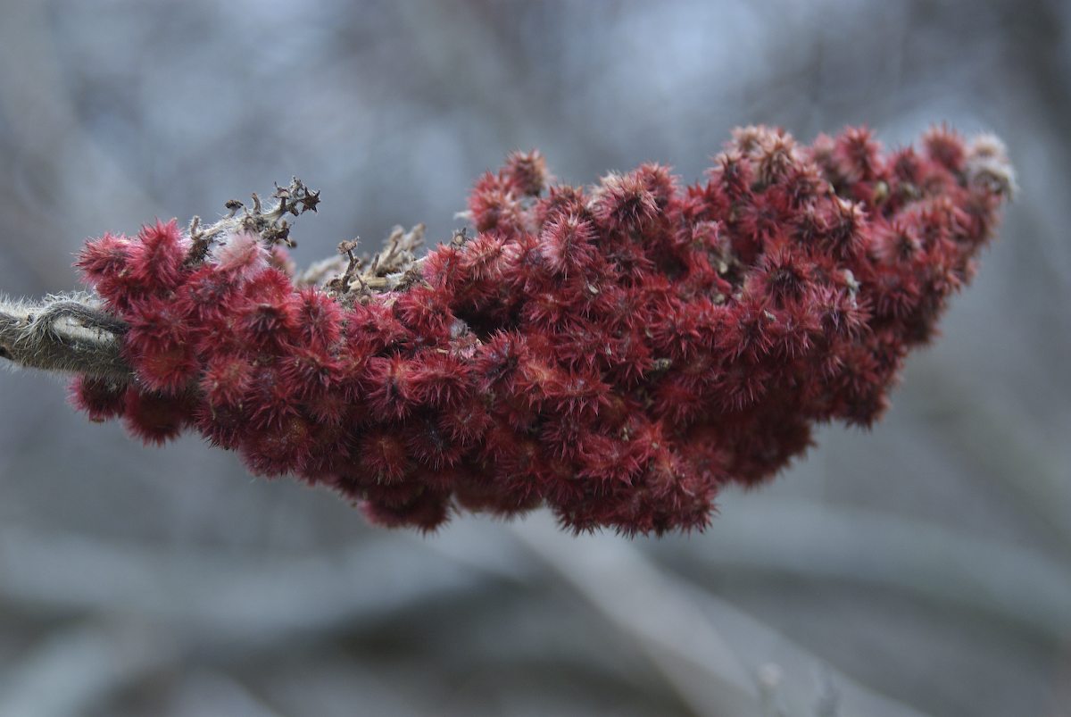 Anacardiaceae Rhus typhina