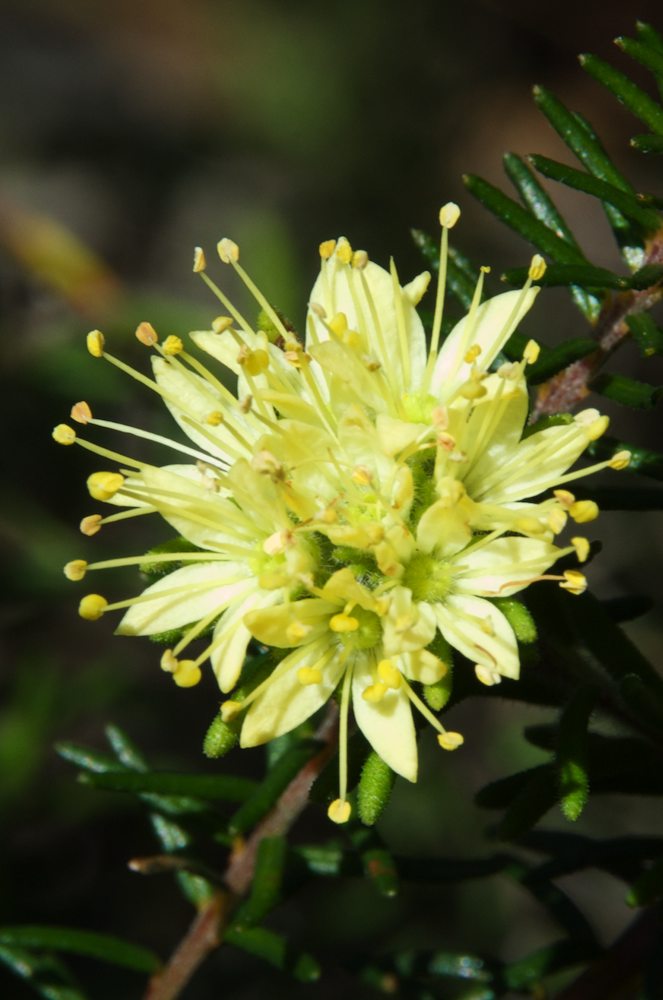 Rutaceae Leionema diosmeum