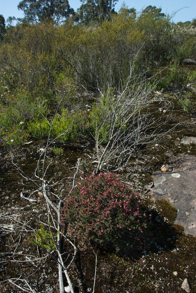 Ericaceae Leucopogon neoanglicus