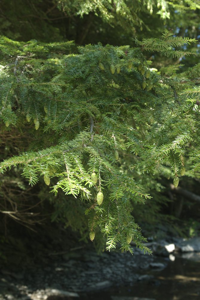 Pinaceae Tsuga canadensis