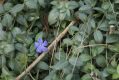 image of Vinca minor
